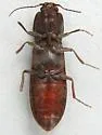 Hemicrepidius falli - photo 4