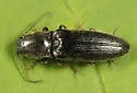 Hemicrepidius hemipodus