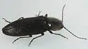 Hemicrepidius hemipodus - photo 2