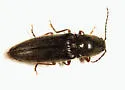 Hemicrepidius hemipodus - photo 3