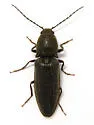 Hemicrepidius hemipodus - photo 4