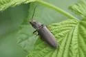 Hemicrepidius hemipodus - photo 5