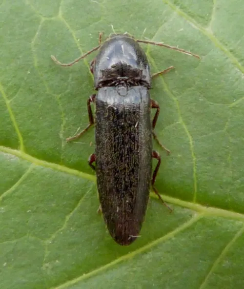Hemicrepidius hirtus