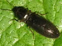 Hemicrepidius indistinctus