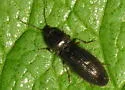 Hemicrepidius indistinctus - photo 2