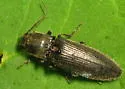 Hemicrepidius indistinctus - photo 3