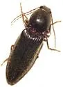 Hemicrepidius indistinctus - photo 4