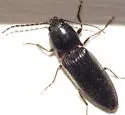 Hemicrepidius indistinctus - photo 5