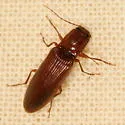 Hemicrepidius melanophthalmus