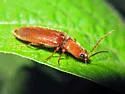 Hemicrepidius melanophthalmus - photo 2