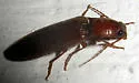 Hemicrepidius melanophthalmus - photo 3