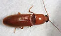 Hemicrepidius melanophthalmus - photo 4