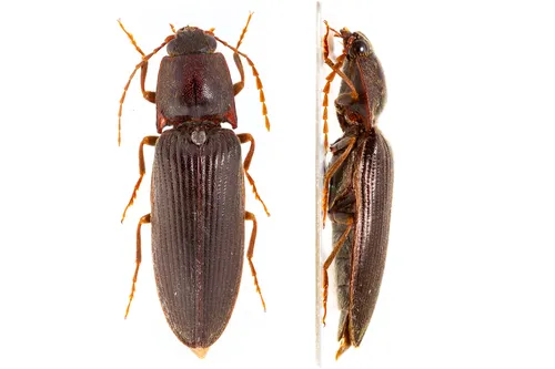 Prosternine Click Beetle