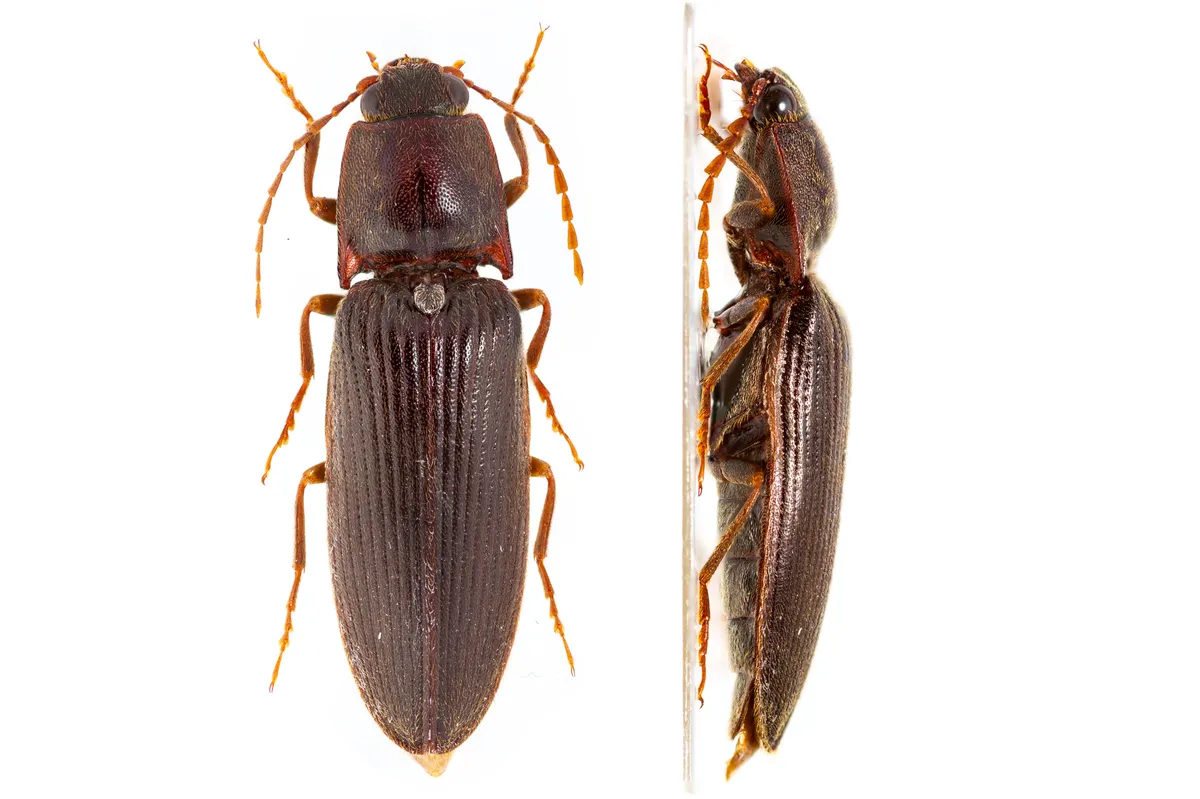 Prosternine Click Beetle - photo 3