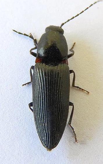Hemicrepidius montanus - photo 2