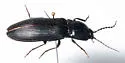 Hemicrepidius morio - Hemicrepidius morio