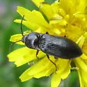 Hemicrepidius morio - photo 2