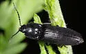 Hemicrepidius morio - photo 3