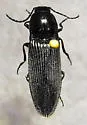 Hemicrepidius morio - photo 4