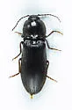 Hemicrepidius morio - photo 5