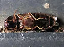 Hemicrepidius nemnonius - Hemicrepidius nemnonius