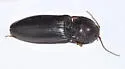Hemicrepidius nemnonius - photo 2