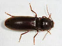 Hemicrepidius nemnonius - photo 3