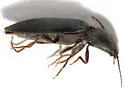 Hemicrepidius nemnonius - photo 4