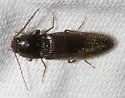 Hemicrepidius nemnonius - photo 5