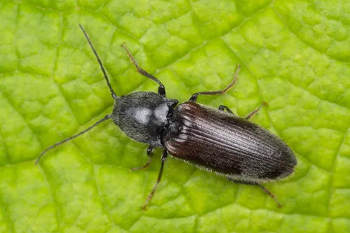 Hemicrepidius niger - Hemicrepidius niger