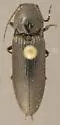 Hemicrepidius obscurus - Hemicrepidius obscurus