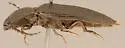 Hemicrepidius obscurus - photo 2
