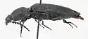 Hemicrepidius obscurus - photo 3