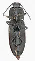 Hemicrepidius obscurus - photo 4