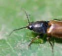 Hemicrepidius pallidipennis - Hemicrepidius pallidipennis