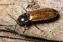 Hemicrepidius pallidipennis - photo 2