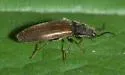 Hemicrepidius pallidipennis - photo 3