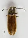 Hemicrepidius pallidipennis - photo 4