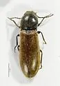 Hemicrepidius pallidipennis - photo 5