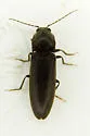 Hemicrepidius ruficornis - photo 4