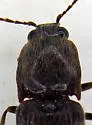 Hemicrepidius ruficornis - photo 5