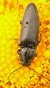 Hemicrepidius soccifer - photo 2