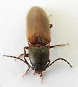 Hemicrepidius soccifer - photo 3