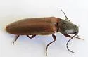 Hemicrepidius soccifer - photo 4