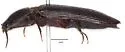 Hemicrepidius soccifer - photo 5