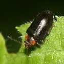 Hemicyphon ruficollis