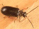 Hemicyphon ruficollis - photo 2