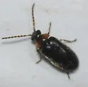 Hemicyphon ruficollis - photo 3