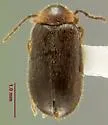 Hemicyphon ruficollis - photo 4
