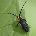 Hemierana marginata - photo 2